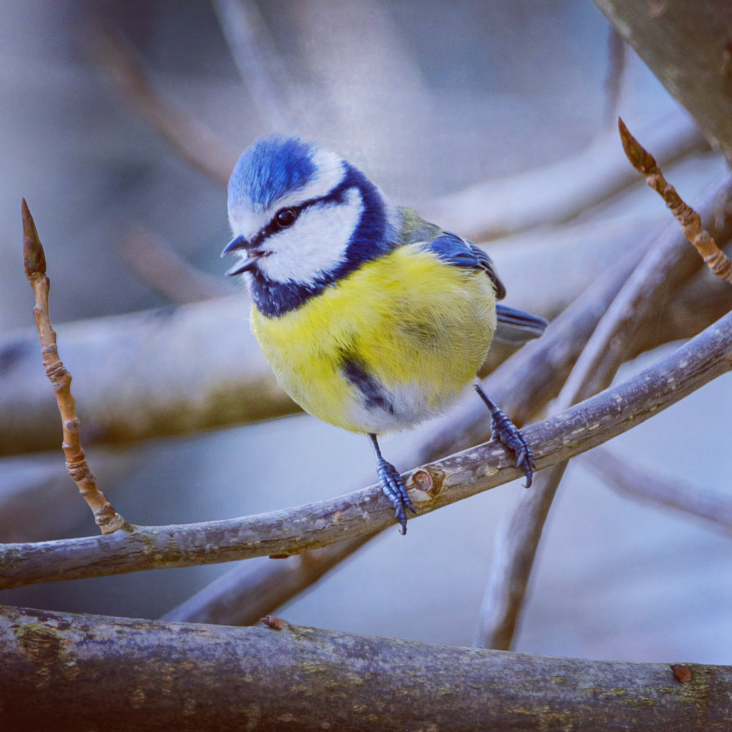 Mésange bleue – février 2021 – Le Chesnay