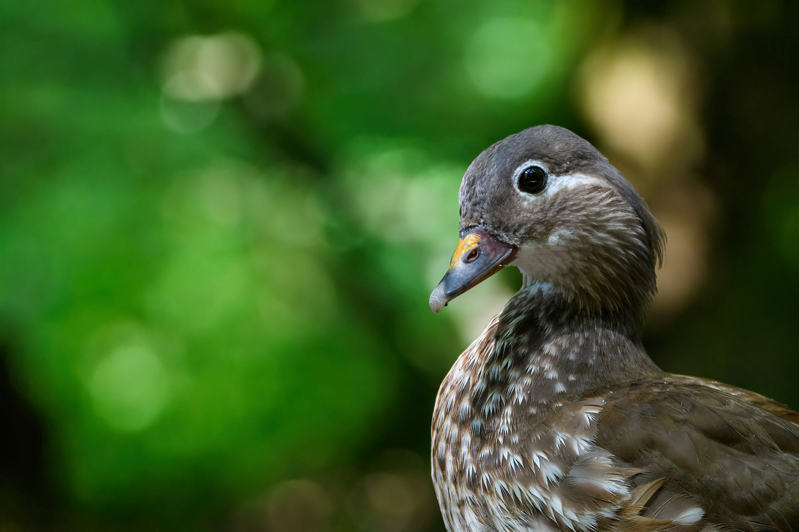 canard-mandarin-juvenile